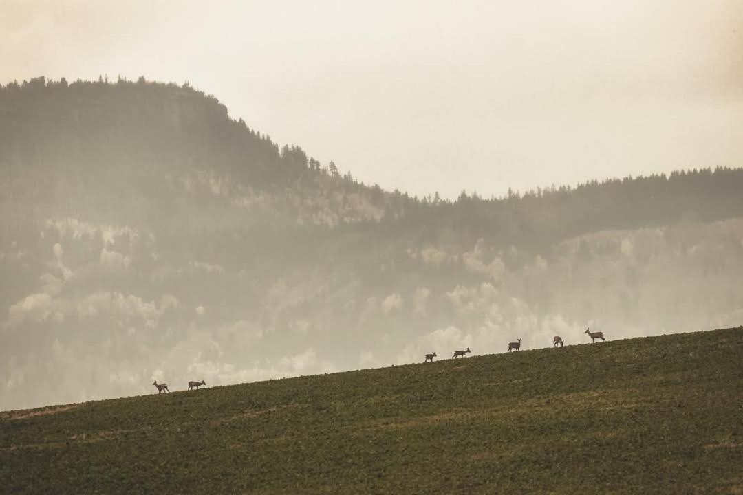 Wataha Pod Basztami - Wadera - Domki Caloroczne Radkow Eksteriør bilde